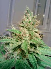OG Kush 1   F 58 (4)