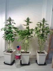 Les grandes - Bubba Kush, OG Kush 1 & 2.jpg
