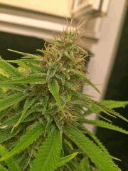 Clones JTR, Flo40 (3).jpg