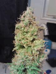 OG Kush 1 F 63 (2)
