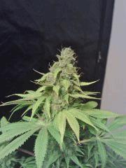 OG Kush 2 F 56  (9)