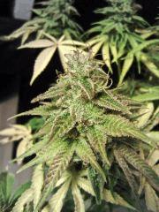 Buds JTR A   F 60