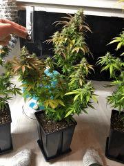 Clones JTR, Flo45 (10).jpg