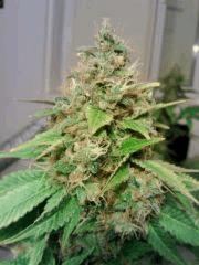 Bubba Kush F 63 (2)