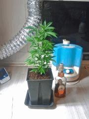 Rempotage grande bouture 1L En 3,4L Et mise En flo'