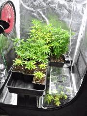 Box cro' avant taille Et rempotages