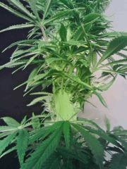 JTR I F 23 (5)