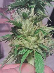 L.A. Confidential Bud grainé (3)