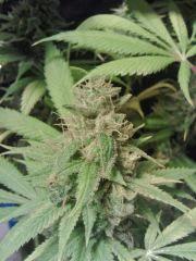 OG Kush 2 F 56 (6)