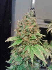 Bubba Kush F 70