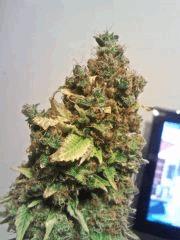 Bubba Kush F 80 (3)