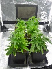 Boutures JTR  A1, A2, A3, F1, F2, H1