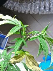 Tailles PM JTR A3 (2)