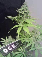 OG Kush 2 F 56 (4)