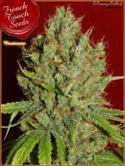 renaissance détail bud