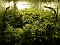 Black widow/Critical skunk