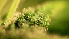 macro 1