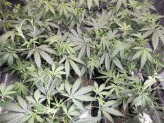 Sweet Skunk x Chem#4 The Bad Seeds