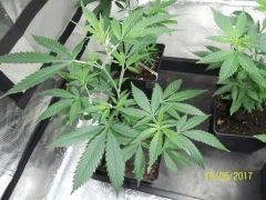 Sweet Skunk x Chem#4 The Bad Seeds