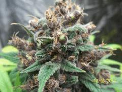 Durganchitral pollinisée