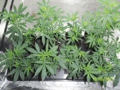 Sweet Skunk x Chem#4 The Bad Seeds