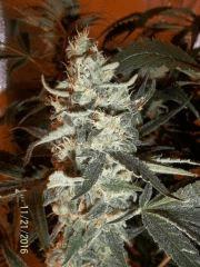 Super Silver Haze