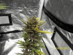 Cheestral Pheno Pck