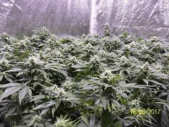 Scrog de ssh