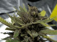 Cheestral Pheno Pck