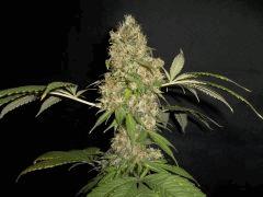 Super Silver Haze
