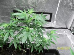 Sweet Skunk x Chem#4 The Bad Seeds