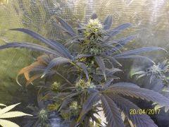 Haze spéciale  Kc Brains