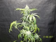 SS x Chem4