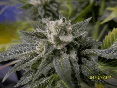 og kush x sour diesel