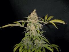 Sweet Skunk x Chem#4 The Bad Seeds