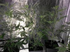 ss chem4