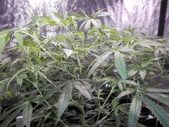 Sweet Skunk x Chem#4 The Bad Seeds