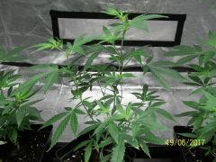 Sweet Skunk x Chem#4 The Bad Seeds