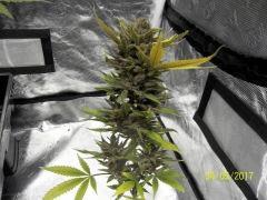 Cheestral Pheno Pck