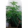 WW AUTOFEM 45 jours