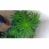 WW AUTOFEM 45 jours