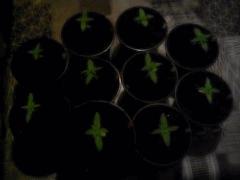 CameraZOOM 20161101213735243
