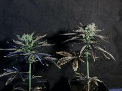 white widows x big bud