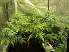 début flo pm white x big bud females