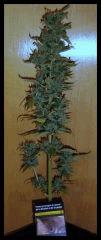 one bud afgani #1 avant cut!!!!