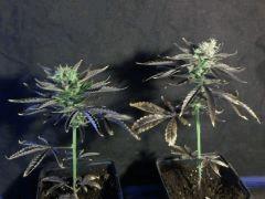 white widows x big bud