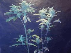 blue berry