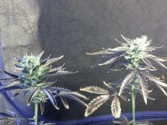 white widows x big bud