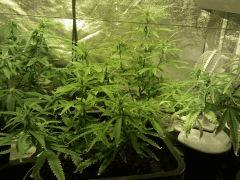 début flo pm sleestack x skunk dna