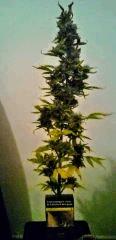 one bud afghani #1